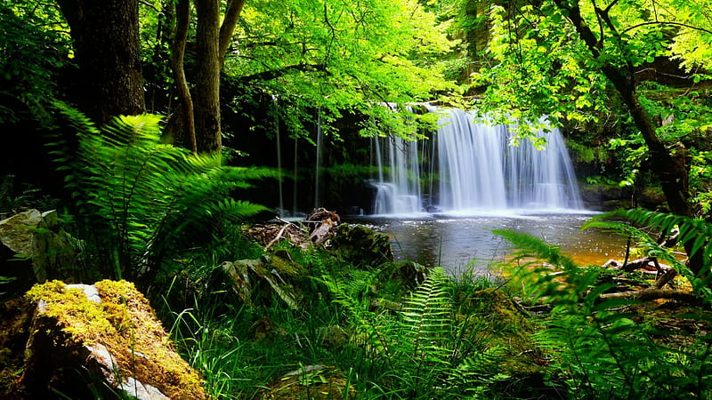 Green forest waterfall